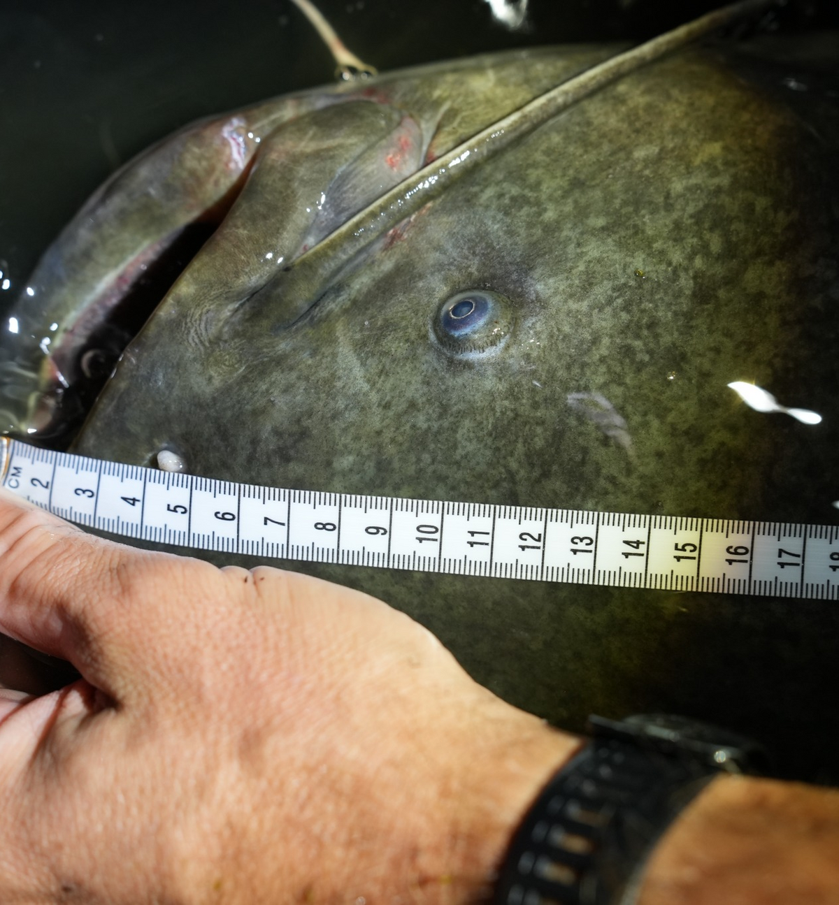 The Science of Tagging
